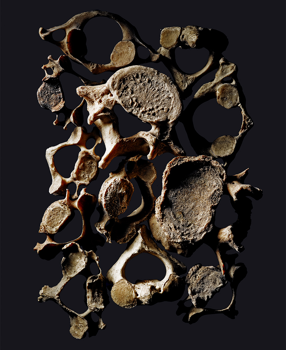 DavidLewisTaylor-Botanicals_038