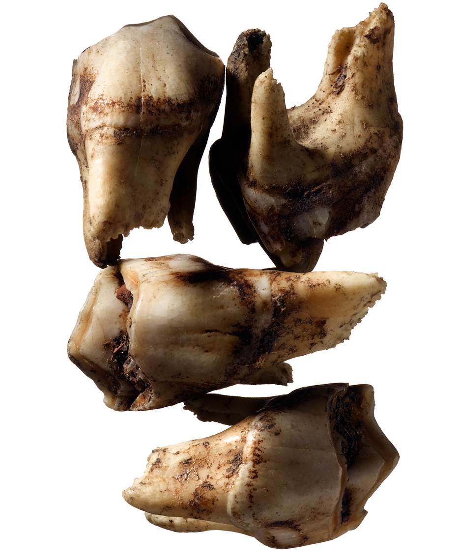 DavidLewisTaylor-Botanicals_039