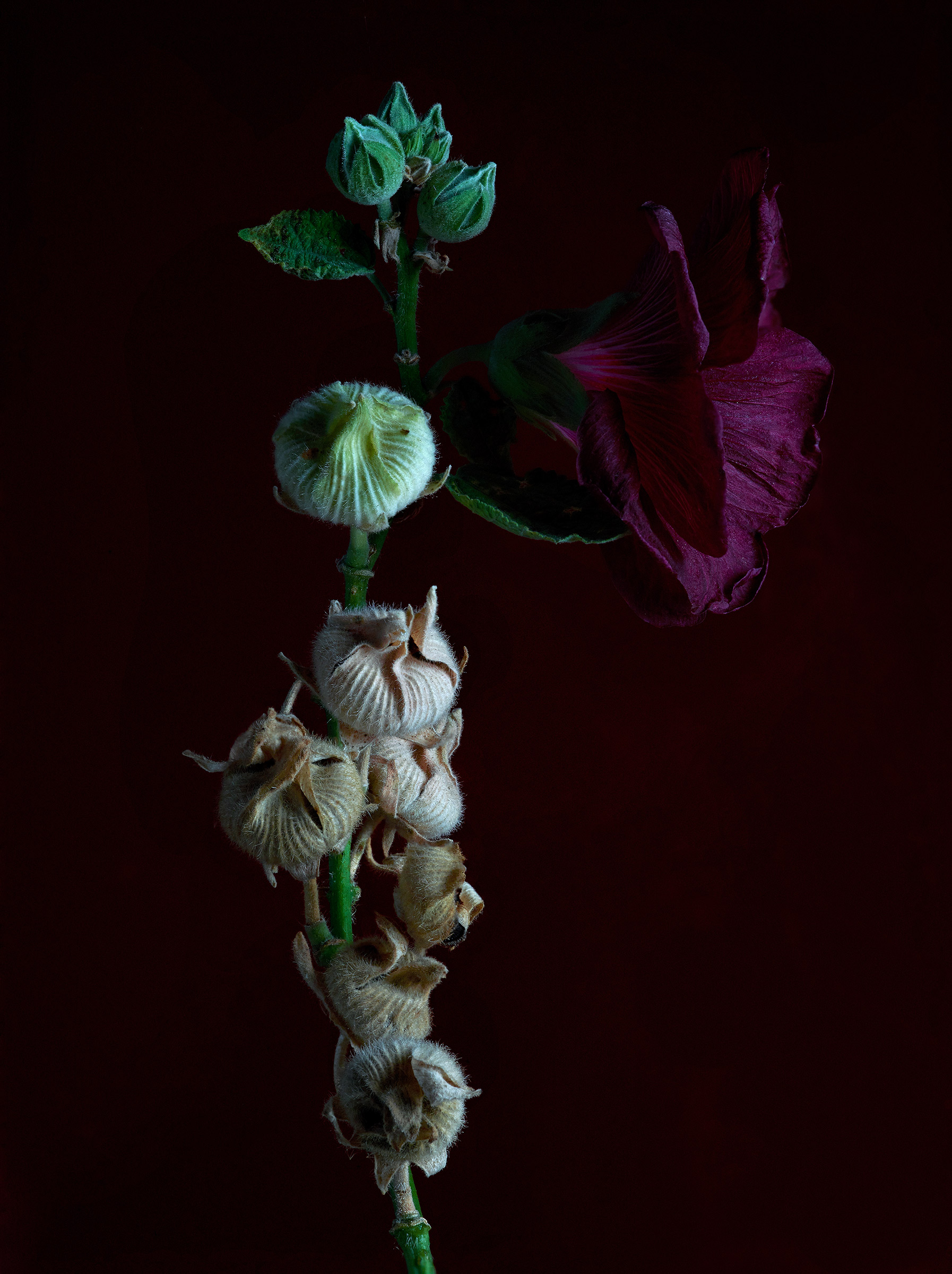 FEB_2021_DLT_1296